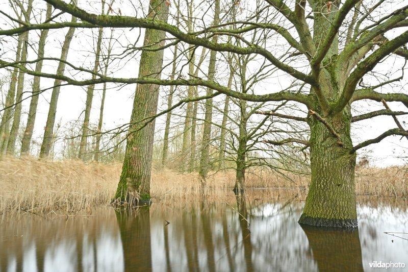 Demervallei: Kloosterbeemden