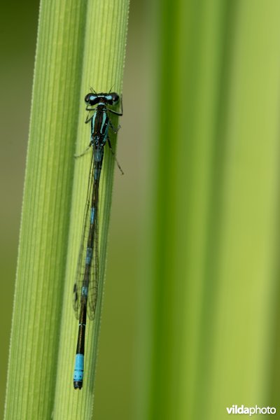 Noordse waterjuffer