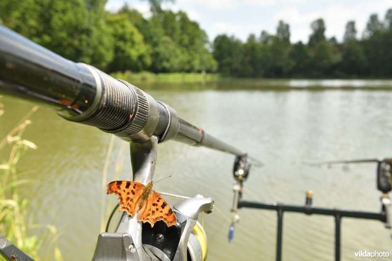Vijvers van kasteel van Horst