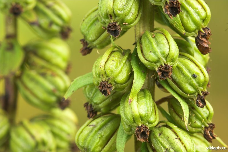 Zaaddozen van wespenorchis