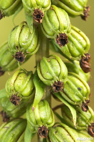 Zaaddozen van wespenorchis