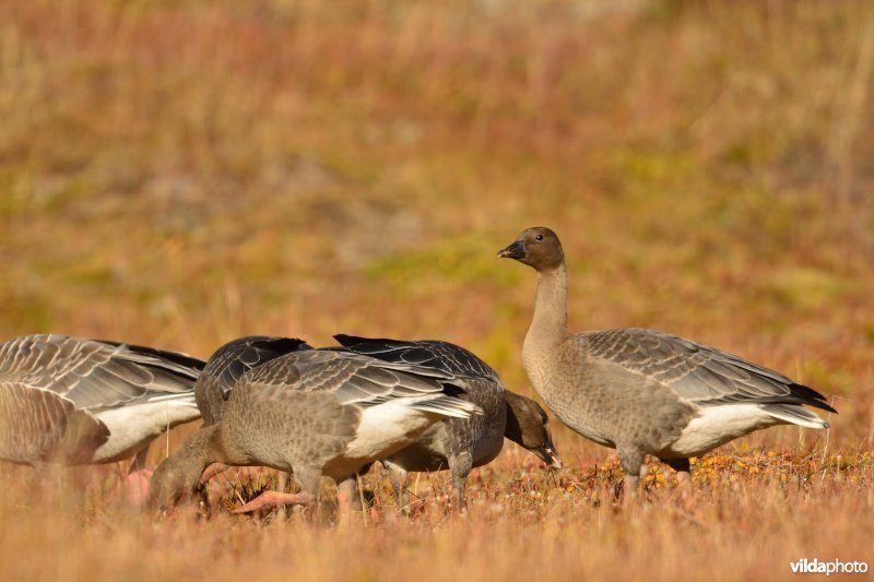 Kleine rietgans in Spitsbergen