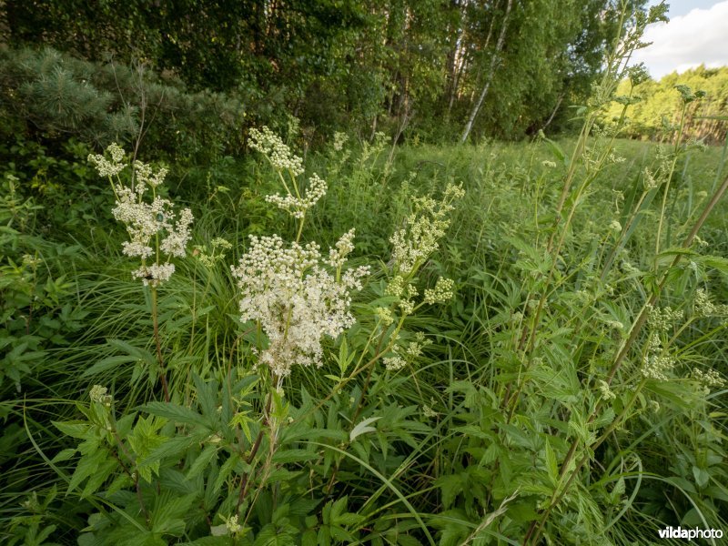 Moerasspirea in een bosrand