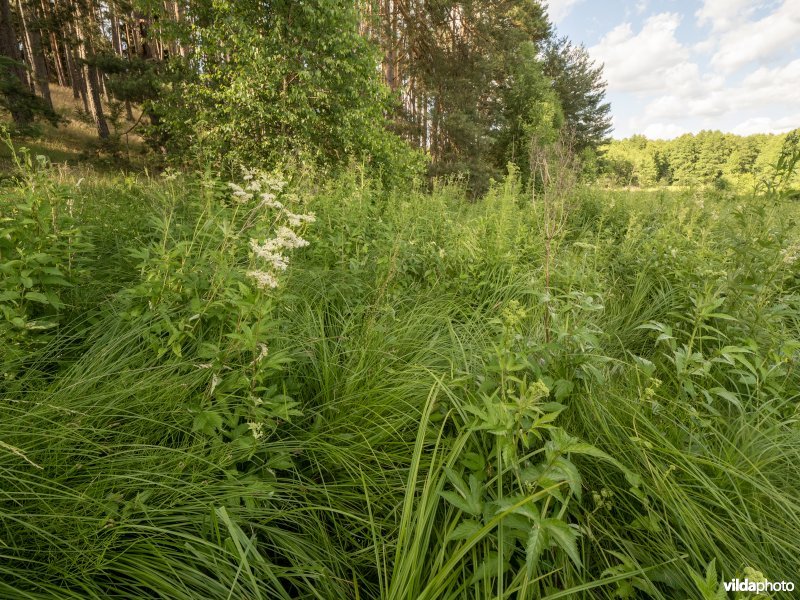 Moerasspirea in een bosrand