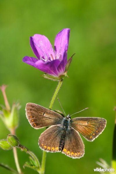 Vals bruin blauwtje