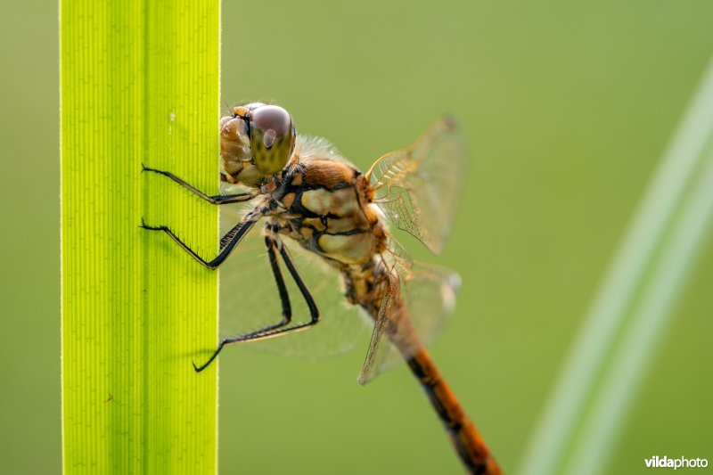 Steenrode heidelibel