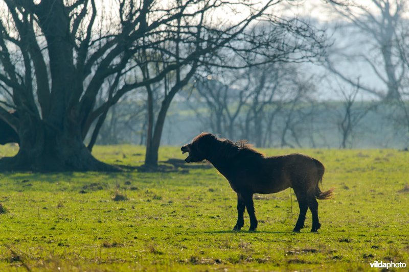 Tauros runderen in Keent