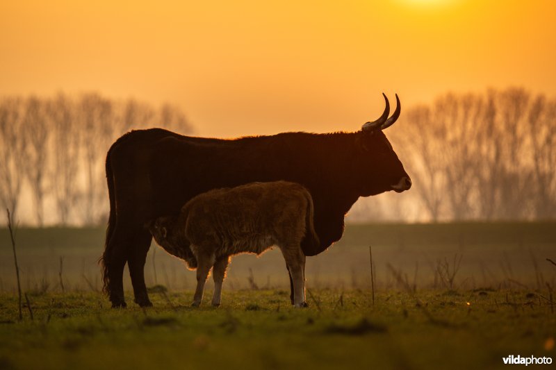 Tauros runderen in Keent