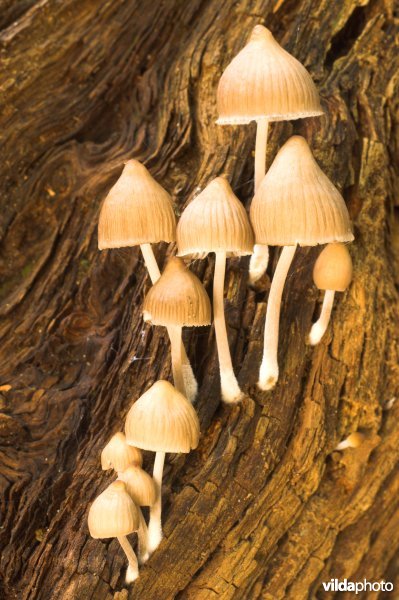 Bosreservaat Meerdaalwoud