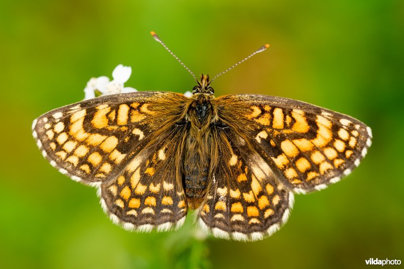 Zuidelijke bosparelmoervlinder 