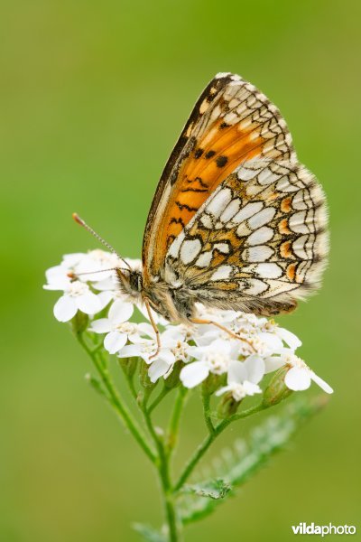 Zuidelijke bosparelmoervlinder 