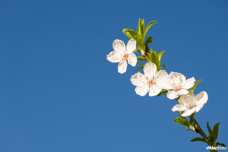 Lentebloesems
