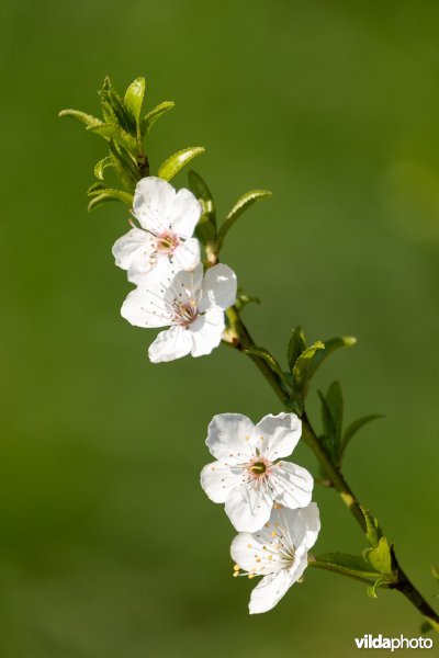 Lentebloesems