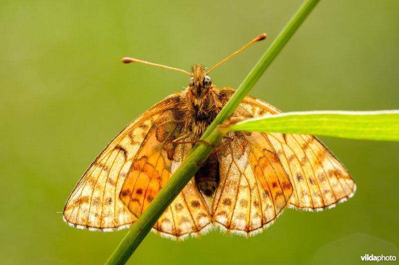 Herdersparelmoervlinder