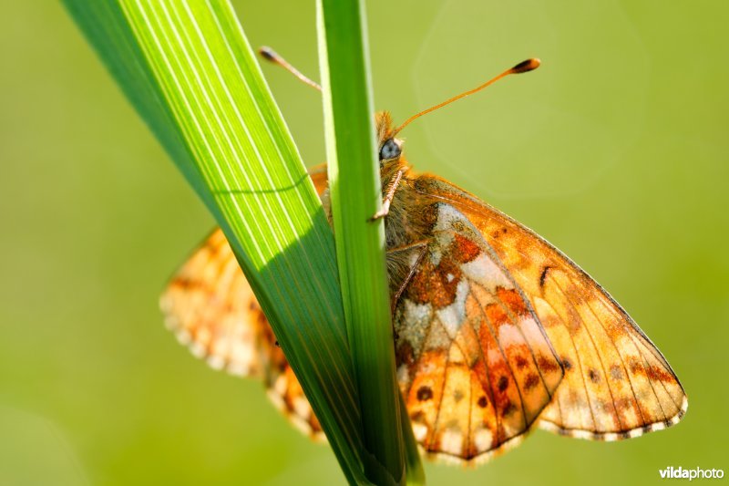 Herdersparelmoervlinder