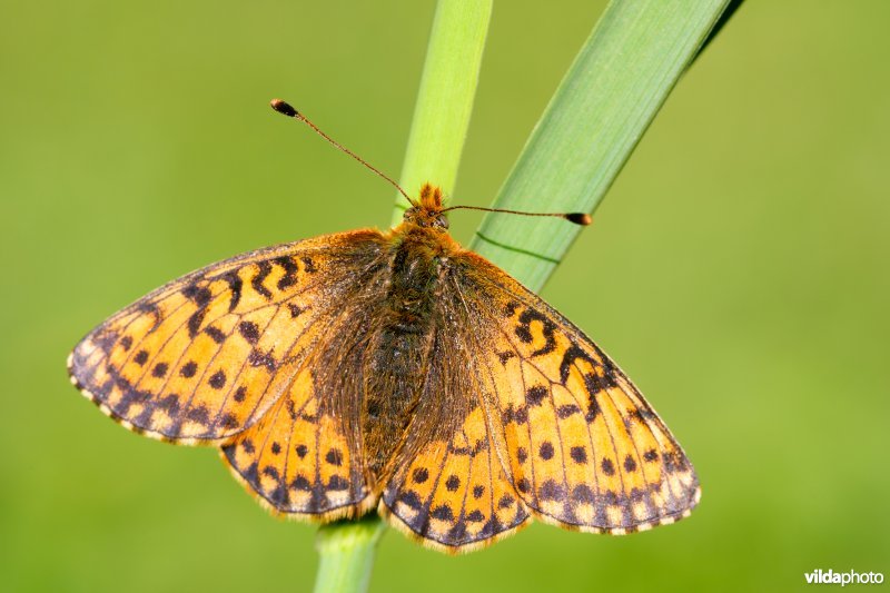 Herdersparelmoervlinder