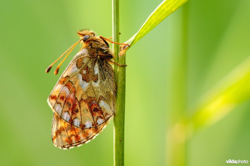 Herdersparelmoervlinder