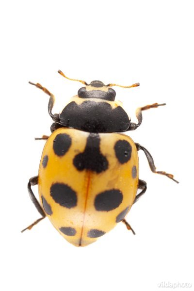 Berglieveheersbeestje