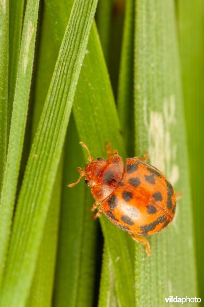 Vierentwintigstippelig lieveheersbeestje