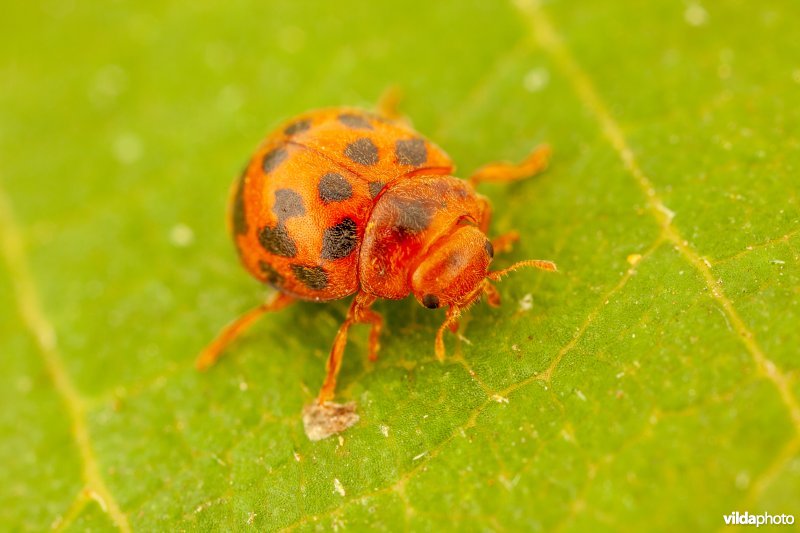 Vierentwintigstippelig lieveheersbeestje