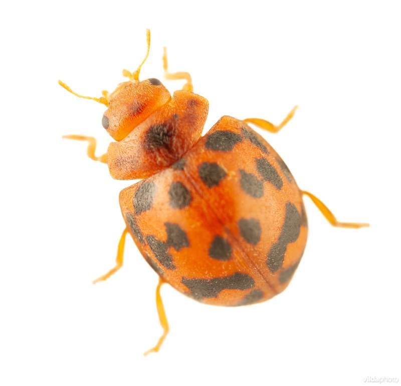 Vierentwintigstippelig lieveheersbeestje