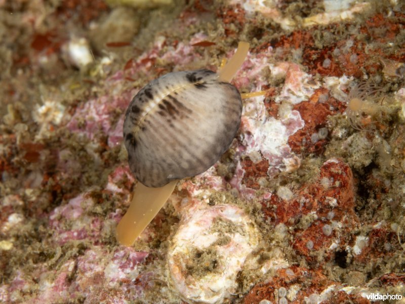 Ongevlekt koffieboontje