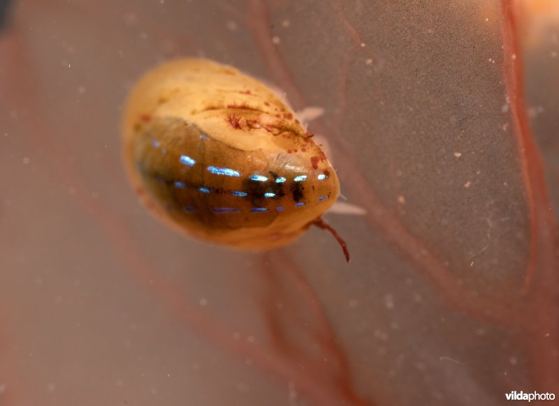 Blauwgestreepte schaalhoren