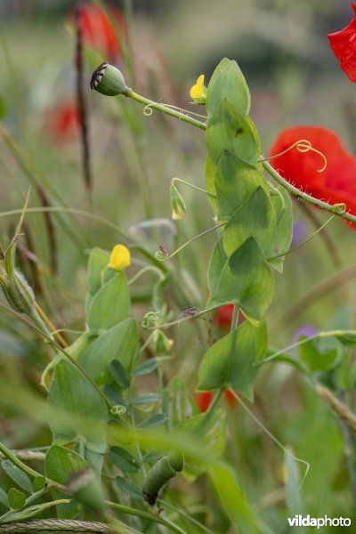 Naakte lathyrus