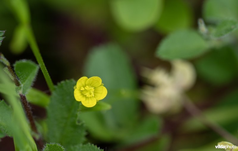 Akkerboterbloem
