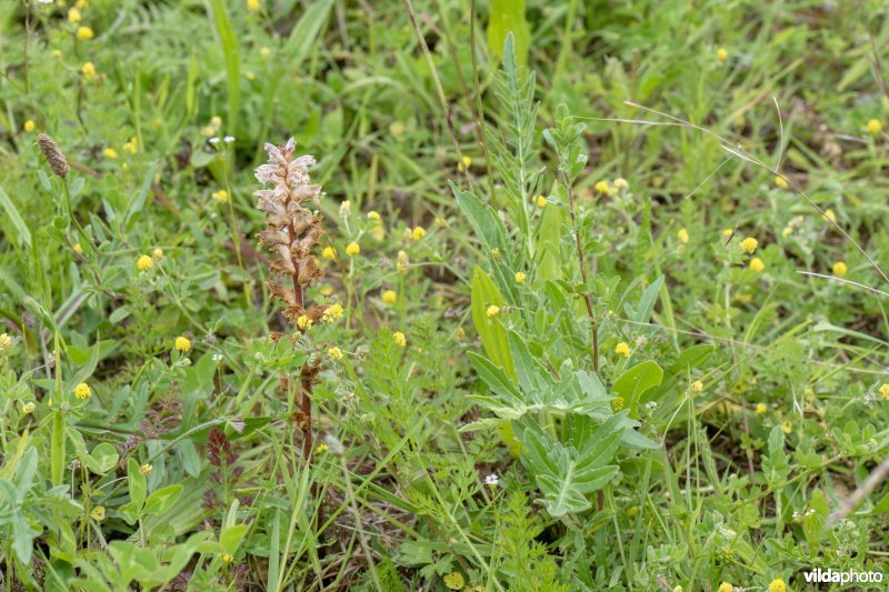 Bloemenakker met Klavervreter