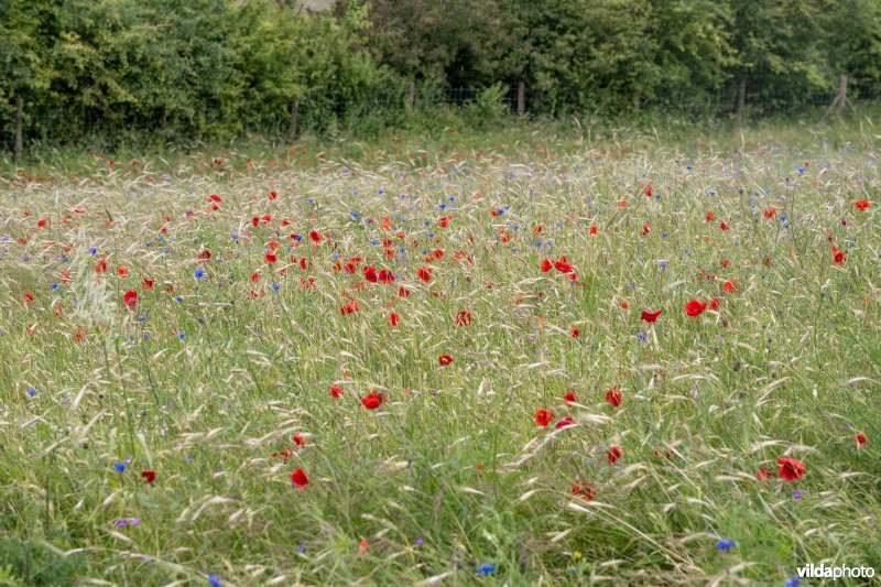 Bloemenakker