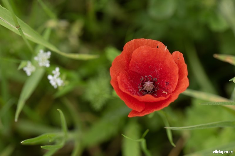 Bloemenakker met grote klaproos