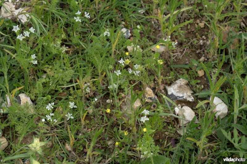 Bloemenakker met naaldenkervel