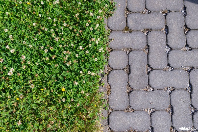 Bloemrijk voortuintje met waterdoorlatende verharding