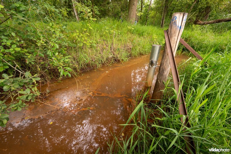 IJzerrijke kwel met holpijp en riet en peilmeter