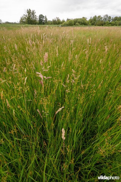 Veldrus in laagveen De Zegge