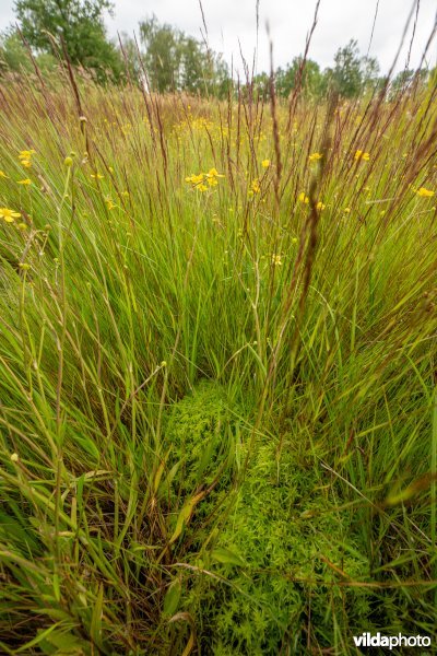 Laagveen in De Zegge
