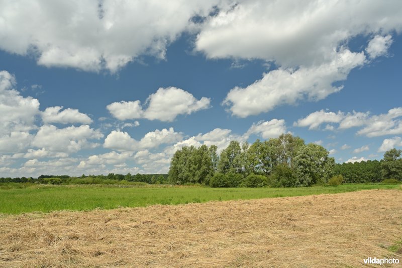 Demervallei: Rommelaar