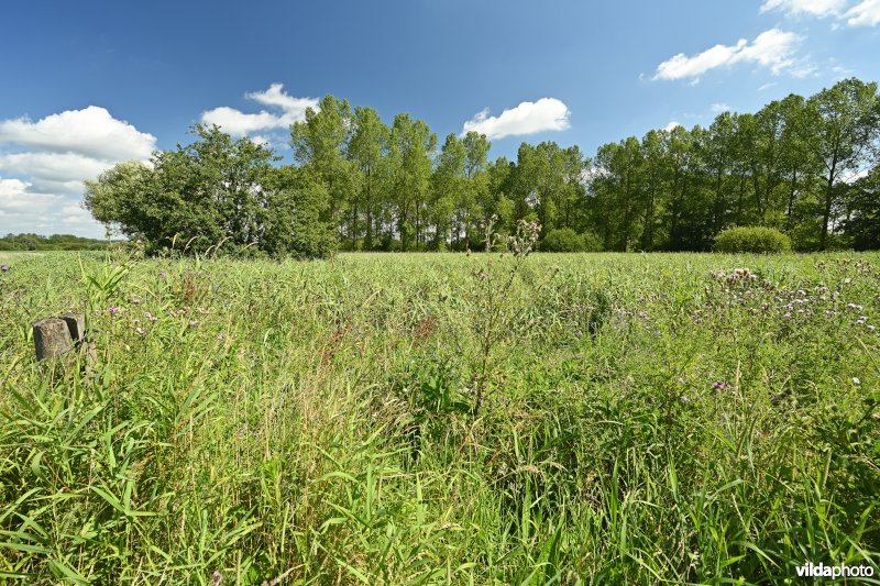 Demervallei: Kloosterbeemden 