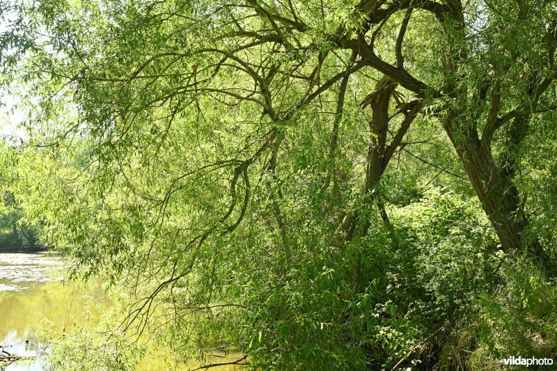 Demervallei: Molenstedebroek