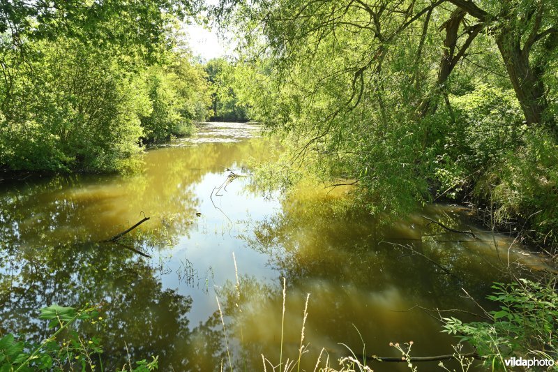 Demervallei: Molenstedebroek