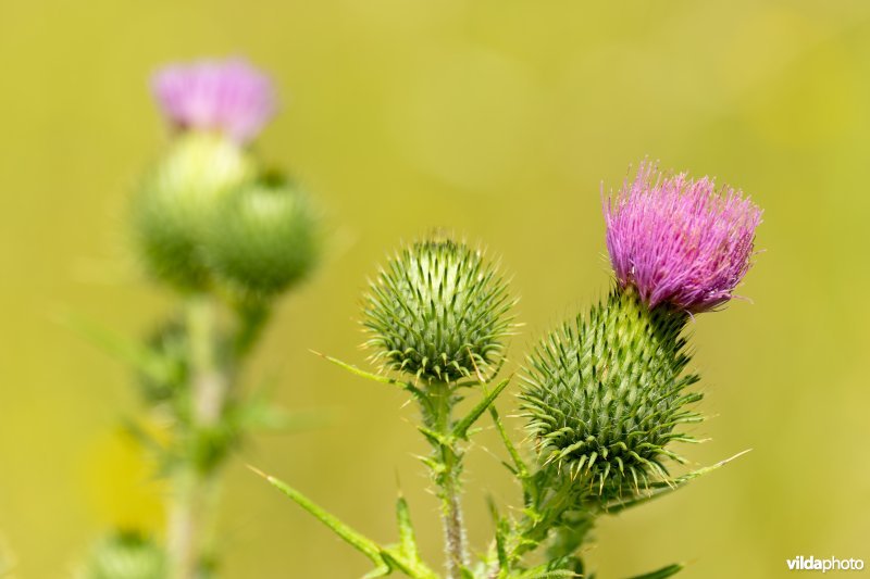 Speerdistel