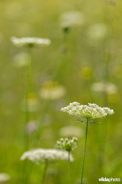 Bloemrijk grasland in de zomer