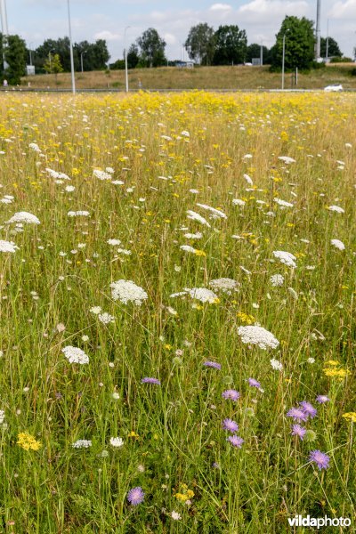 Bloemrijk grasland naast een snelweg