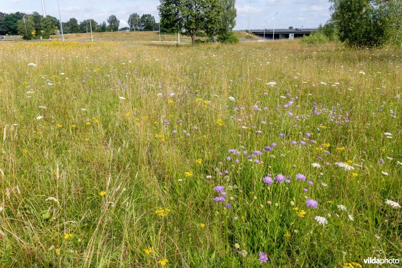 Bloemrijk grasland naast een snelweg