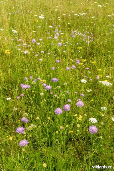 Bloemrijk grasland in de zomer