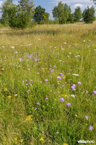 Bloemrijk grasland in de zomer