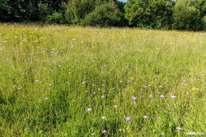 Bloemrijk grasland in de zomer