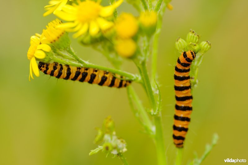 Rupsen van Sint-Jacobsvlinder