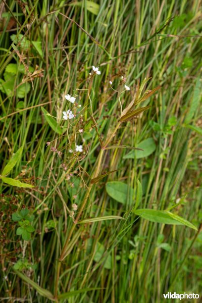 Veldrus en schildereprijs